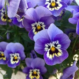 Meet your Posher, Gwendolyn